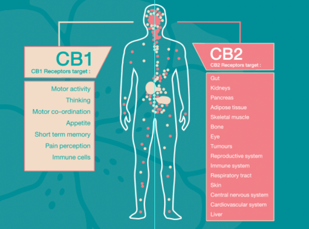 cannabinoids diagram CB1 and CB2 differences