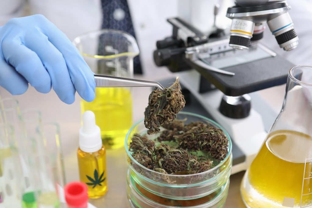 Pharmacist conducts experiment with dried hemp. Promotion and creation cannabis-based medicines. Cannabis study process. Crops and drugs related to therapeutic or medicinal methods