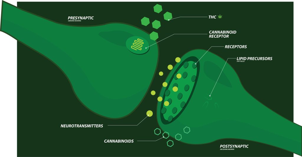 The effect of CBD on the endocannabinoid system and brain using visual aids vector illustration