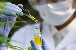 Doctor hand hold cannabis oil, Research of hemp oil extracts for medical purposes